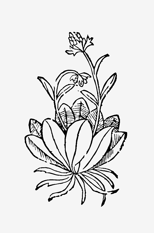 创意矢量植物元素设计-众图网