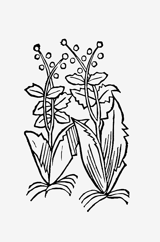 创意矢量植物元素设计-众图网