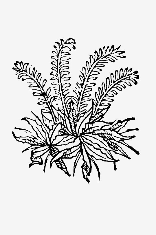 创意矢量植物元素设计-众图网