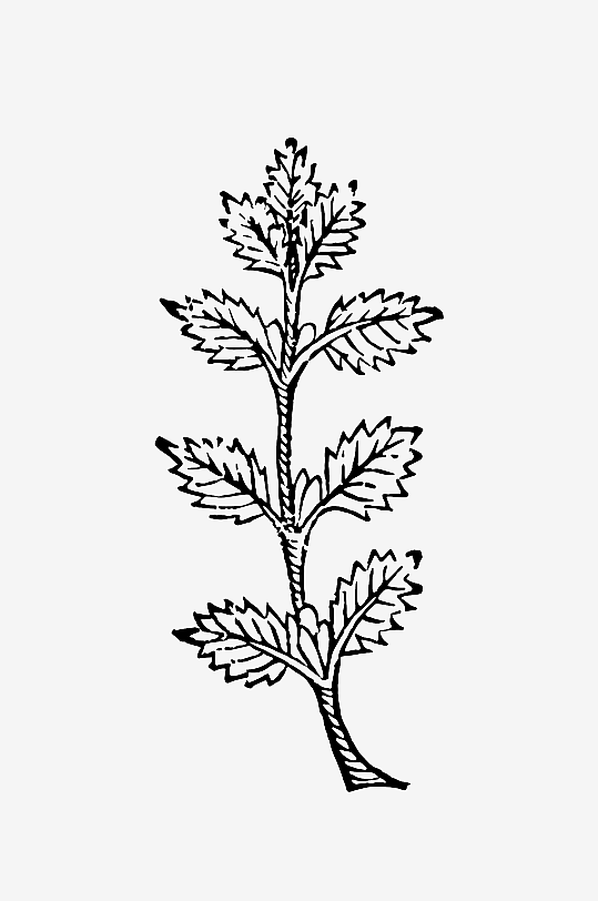 创意矢量植物元素设计-众图网