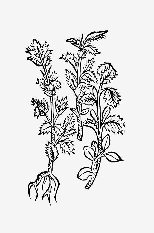 创意矢量植物元素设计-众图网