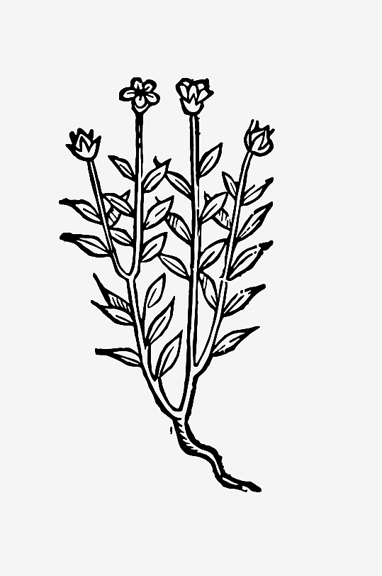 创意矢量植物元素设计-众图网