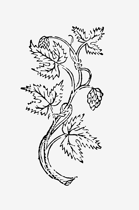 创意矢量植物元素设计-众图网