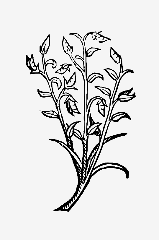 创意矢量植物元素设计-众图网