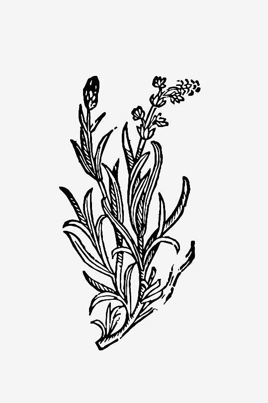 创意矢量植物元素设计-众图网