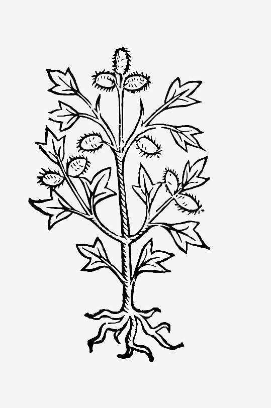 创意矢量植物元素设计-众图网