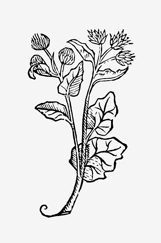 创意矢量植物元素设计-众图网