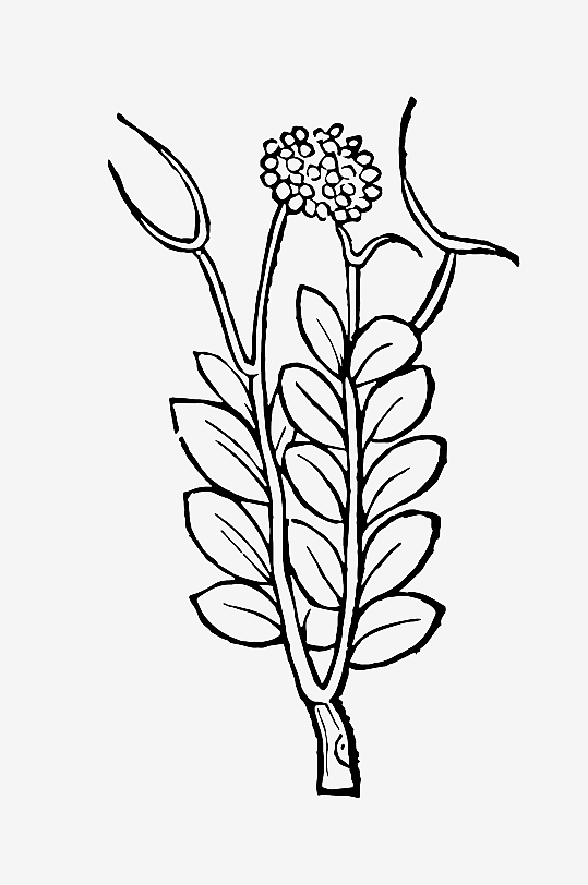 创意矢量植物元素设计-众图网