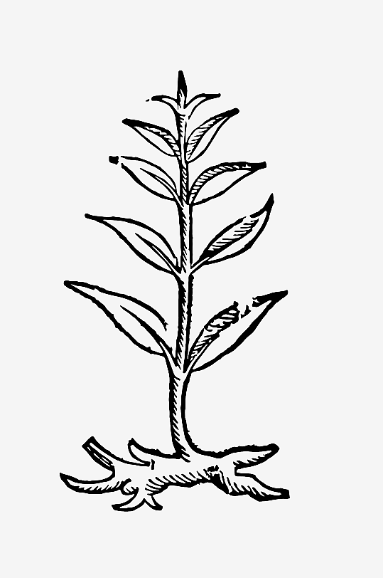 创意矢量植物元素设计-众图网