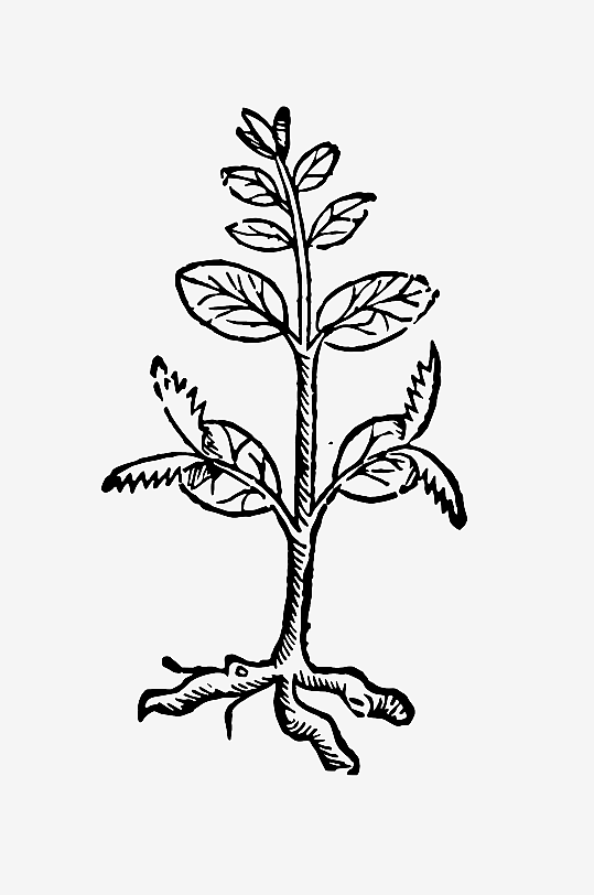 创意矢量植物元素设计-众图网