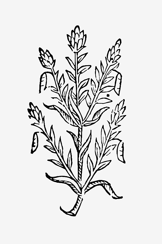 创意矢量植物元素设计-众图网