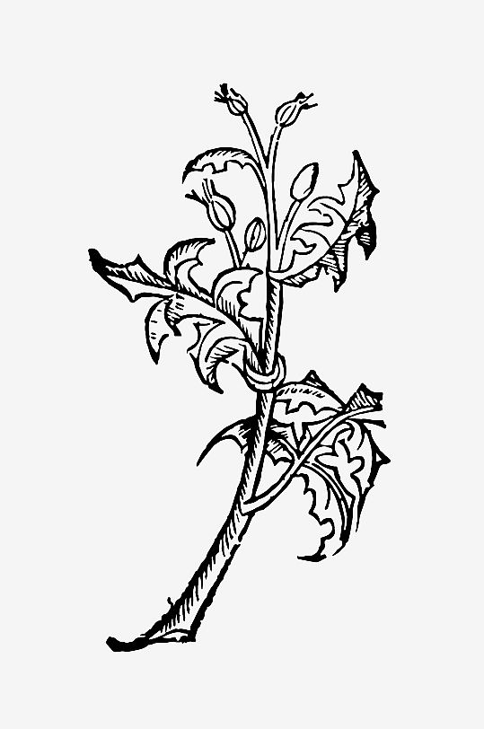 创意矢量植物元素设计-众图网