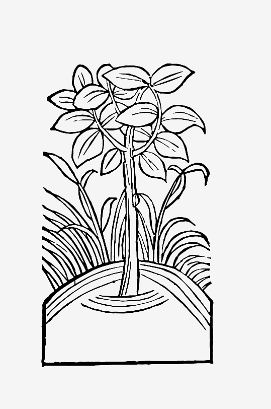 创意矢量植物元素设计-众图网