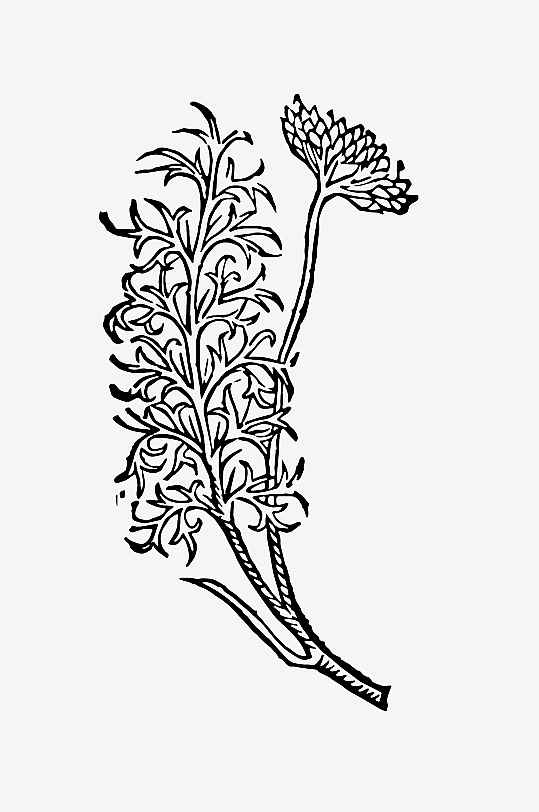 创意矢量植物元素设计-众图网