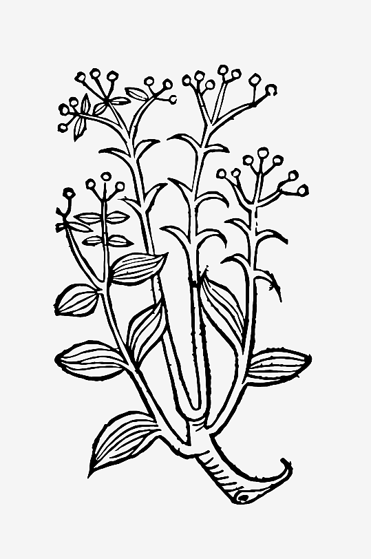 创意矢量植物元素设计-众图网