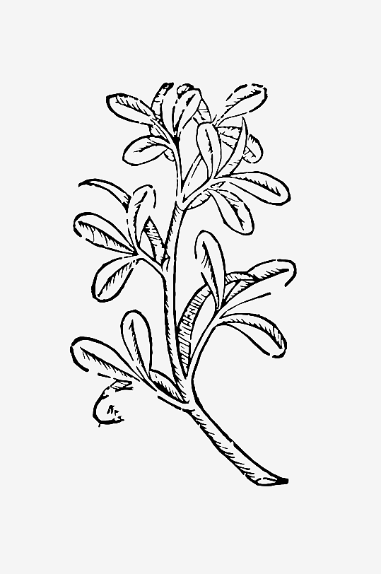 创意矢量植物元素设计-众图网