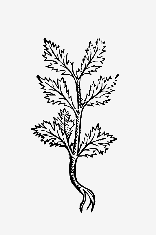 创意矢量植物元素设计-众图网