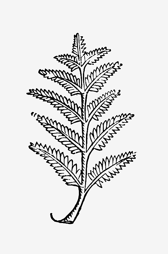 创意矢量植物元素设计-众图网