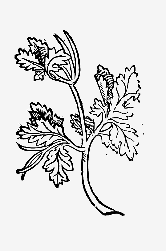 创意矢量植物元素设计-众图网