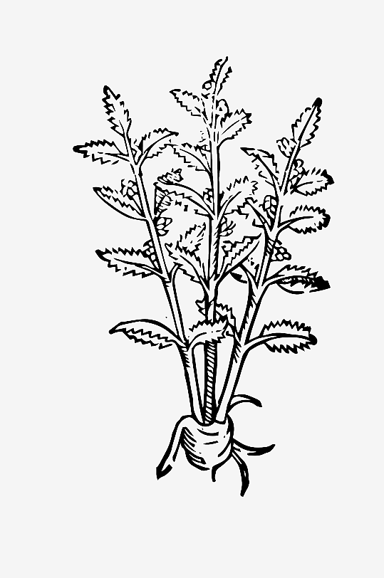 创意矢量植物元素设计-众图网