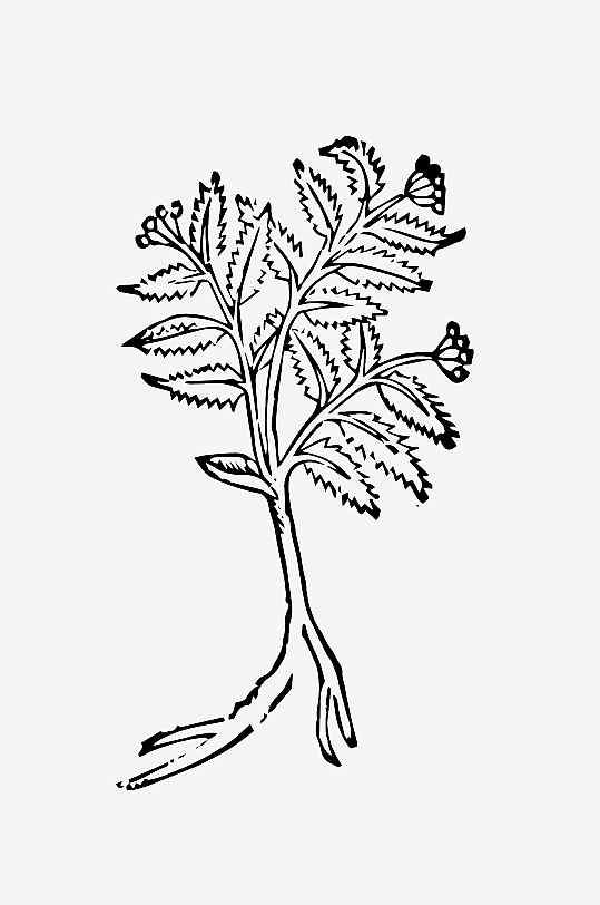 创意矢量植物元素设计-众图网