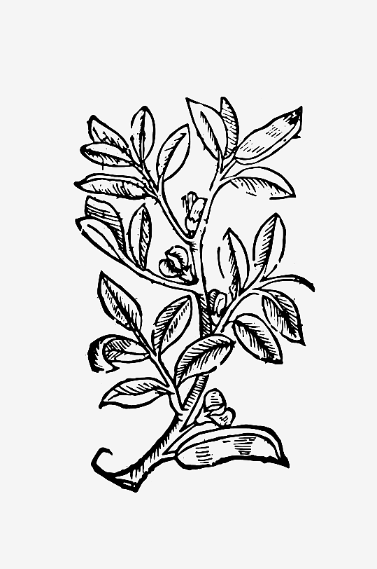 创意矢量植物元素设计-众图网