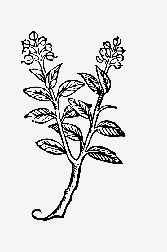 创意矢量植物元素设计-众图网