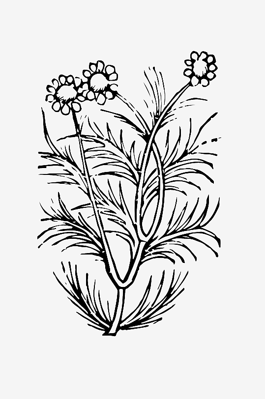 创意矢量植物元素设计-众图网