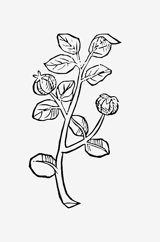 创意矢量植物元素设计-众图网