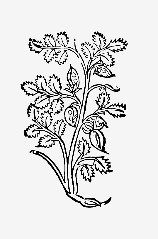 创意矢量植物元素设计-众图网