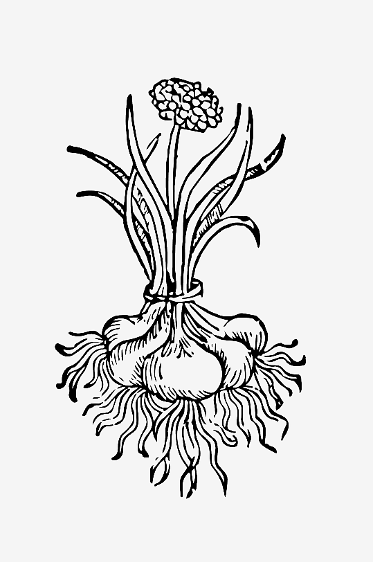 创意矢量植物元素设计-众图网