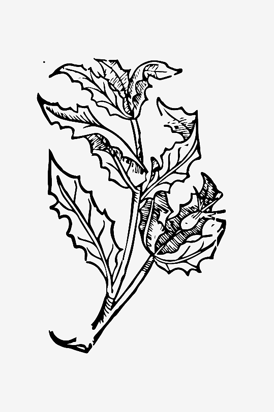 创意矢量植物元素设计-众图网