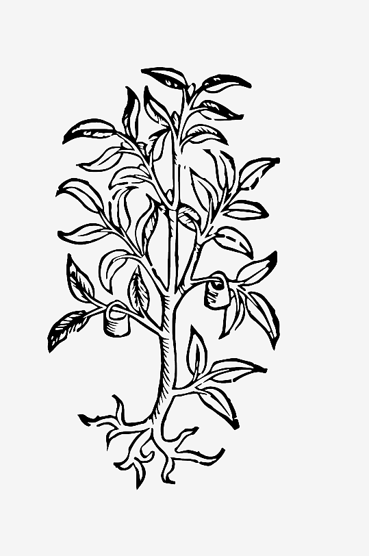 创意矢量植物元素设计-众图网