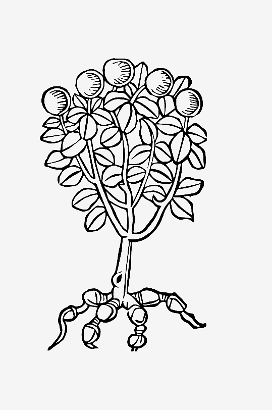 创意矢量植物元素设计-众图网