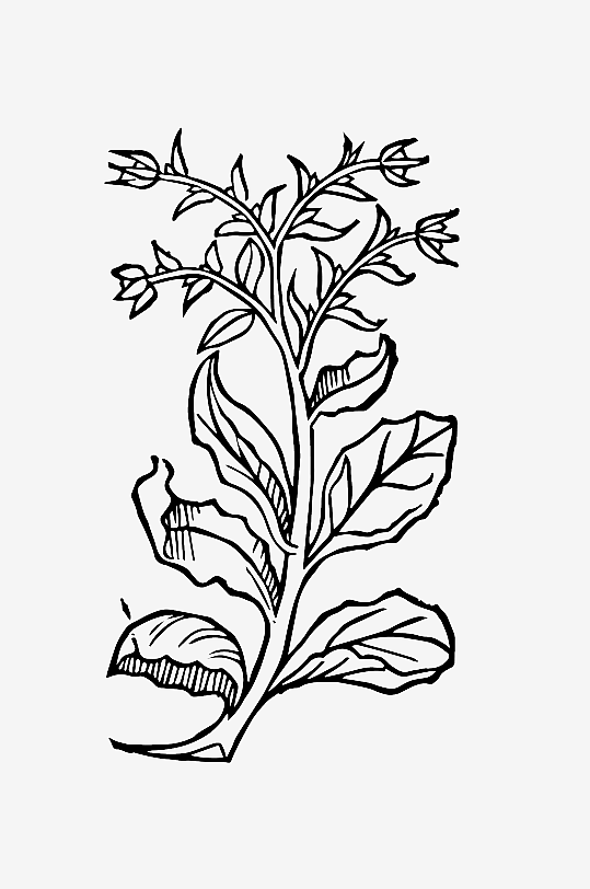 创意矢量植物元素设计-众图网