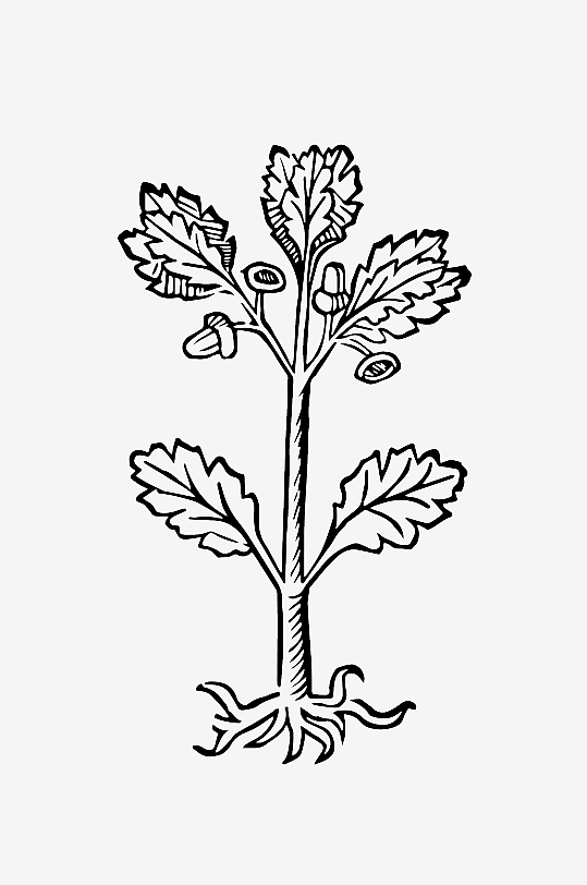 创意矢量植物元素设计-众图网