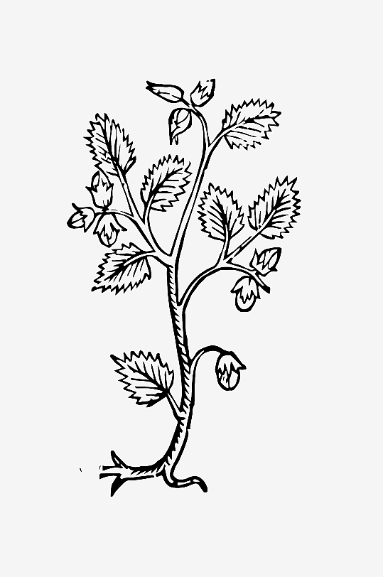 创意矢量植物元素设计-众图网