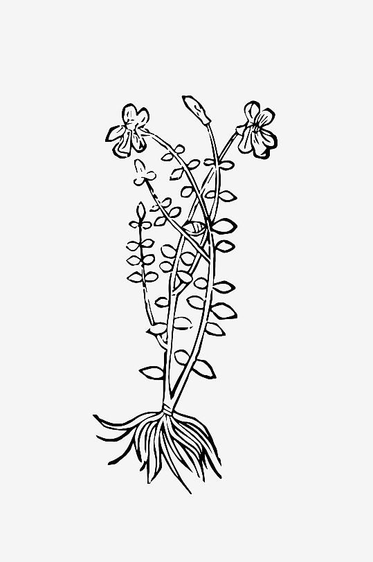 创意矢量植物元素设计-众图网