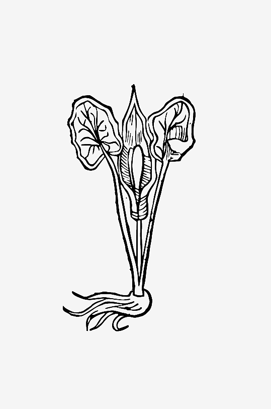 创意矢量植物元素设计-众图网