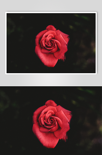 红玫瑰高清摄影图