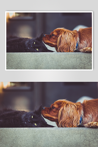 黑猫和狗高清摄影图