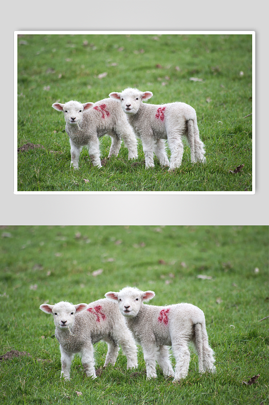 两只小羊羔摄影图