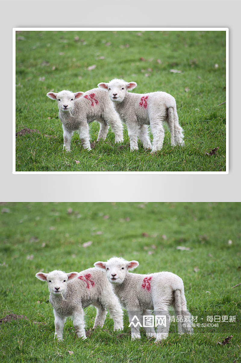 两只小羊羔摄影图素材