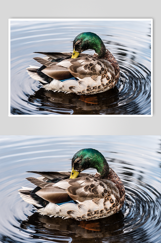 游泳的绿头鸭摄影图