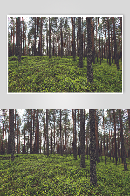 森林天然氧吧摄影图
