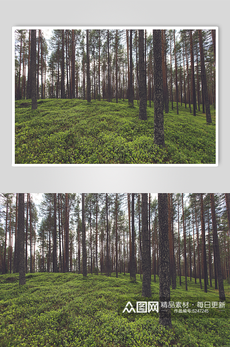 森林天然氧吧摄影图素材