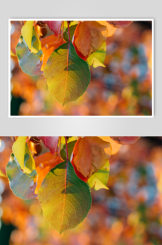 红黄相间的树叶摄影
