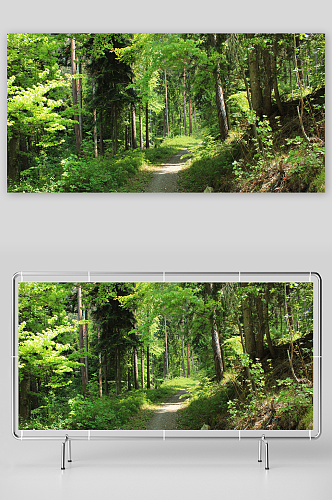 穿过森林的小路摄影图