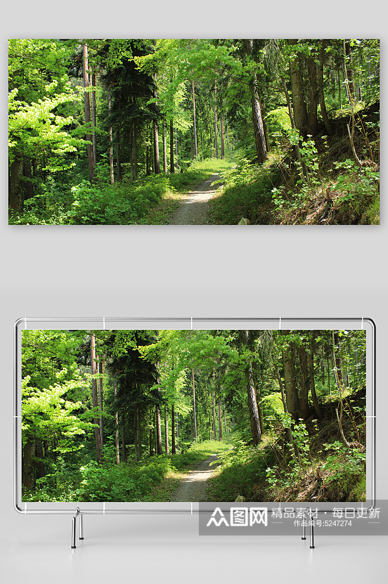 穿过森林的小路摄影图素材