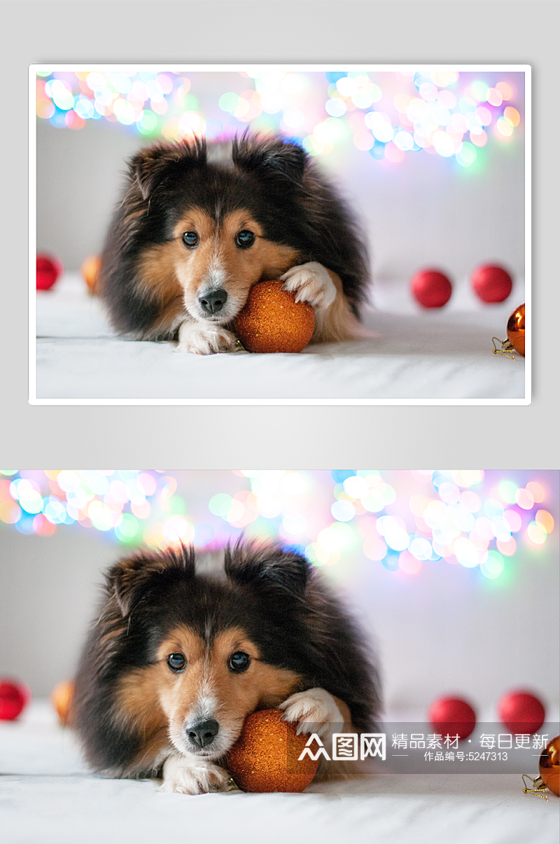 狗与圣诞玩具摄影图素材